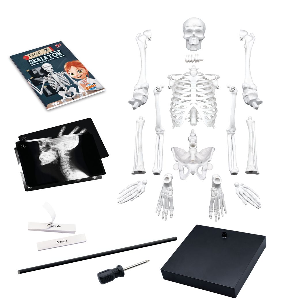 Buki France - Skeleton - 85 cm