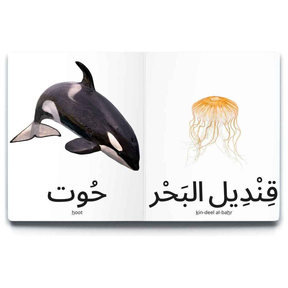 دردشة - كتاب حيوانات المحيط