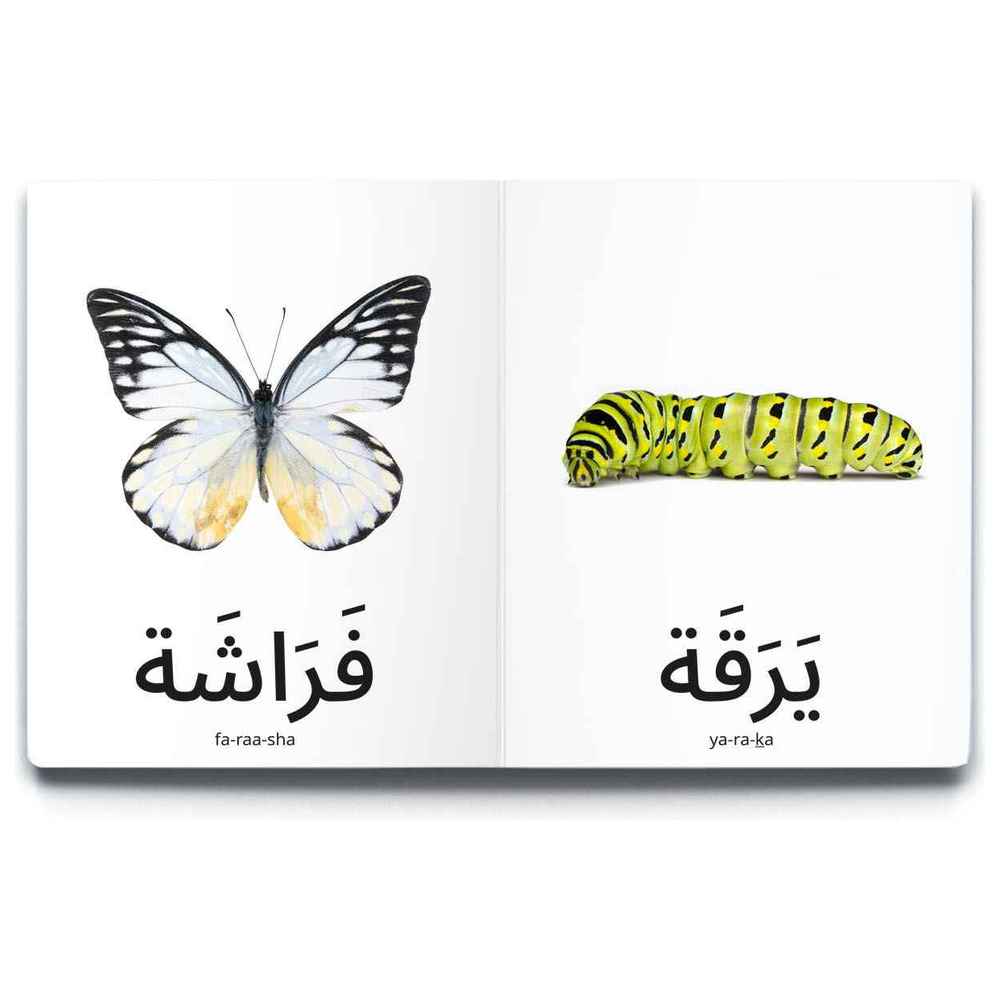 Dardasha - Insects Book