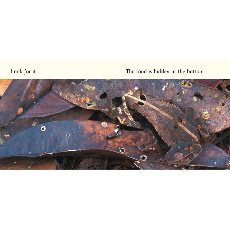 Collins Big Cat Phonics For Letters And Sounds - It Is Hidden