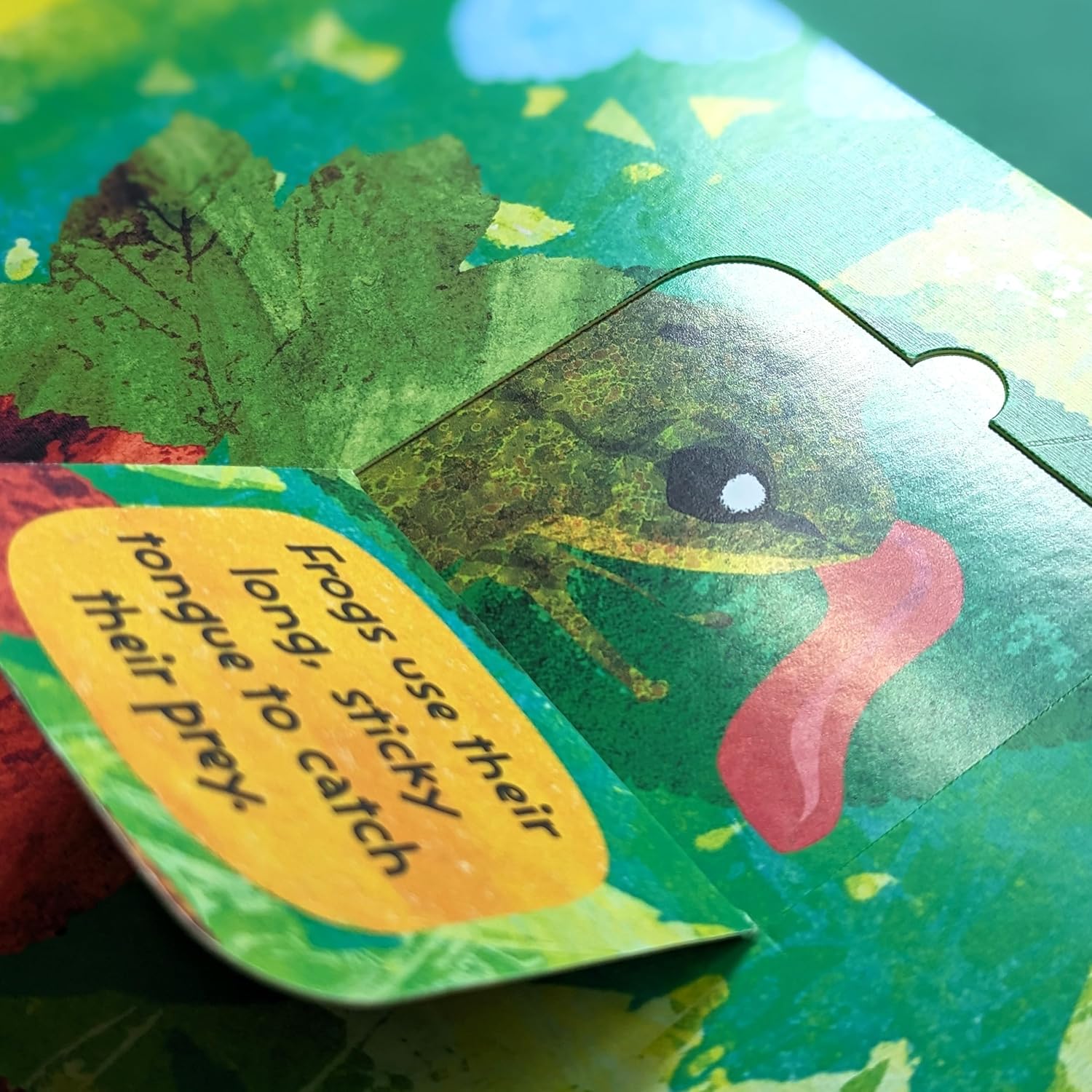 دورة حياة الضفادع