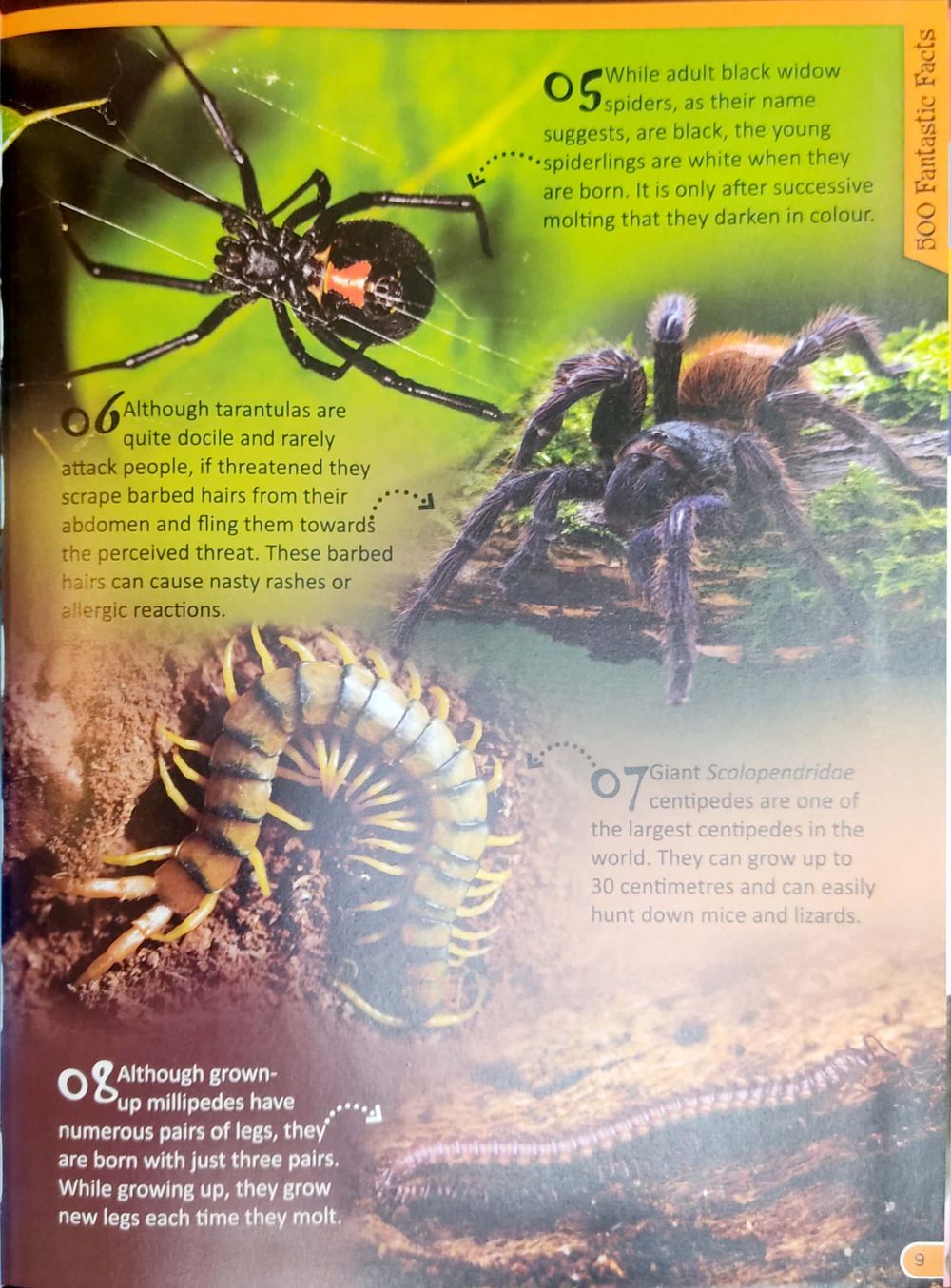 500 Fantastic Facts - Animals