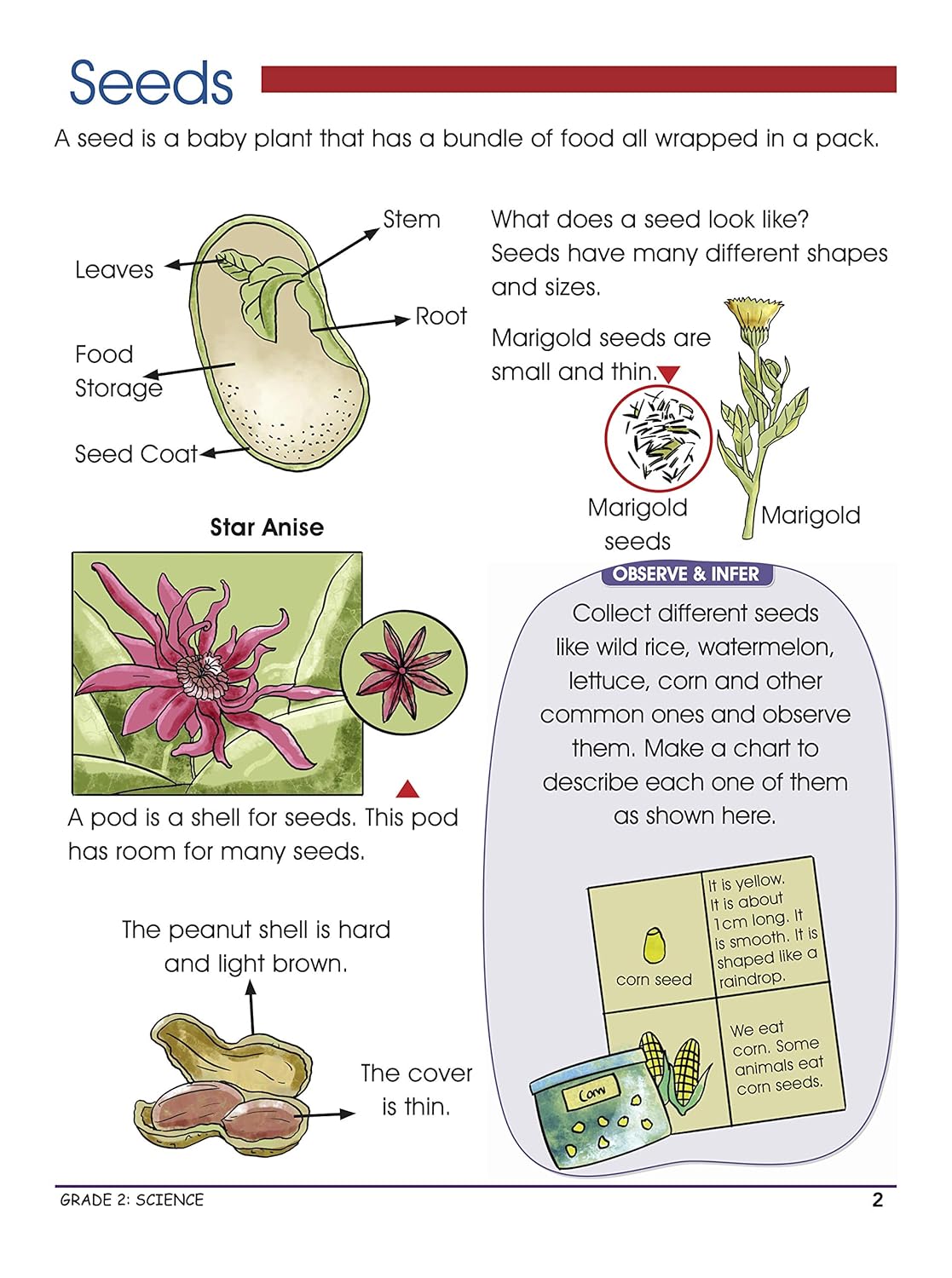 كتاب العلماء الصغار: أنشطة ممتعة في العلوم - الصف الثاني