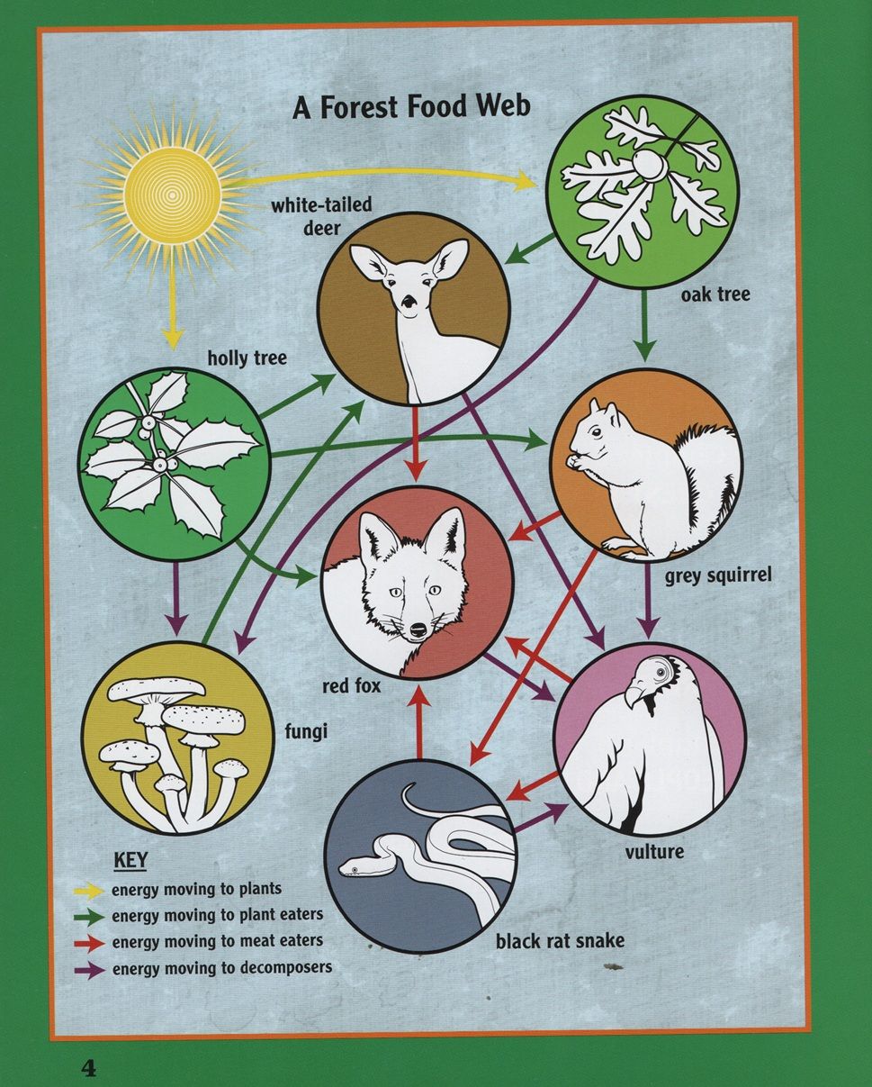 Forest Food Webs