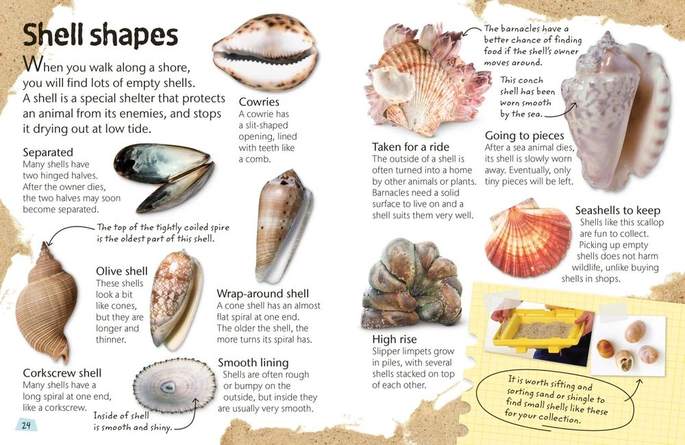 كتاب شاطئ البحر