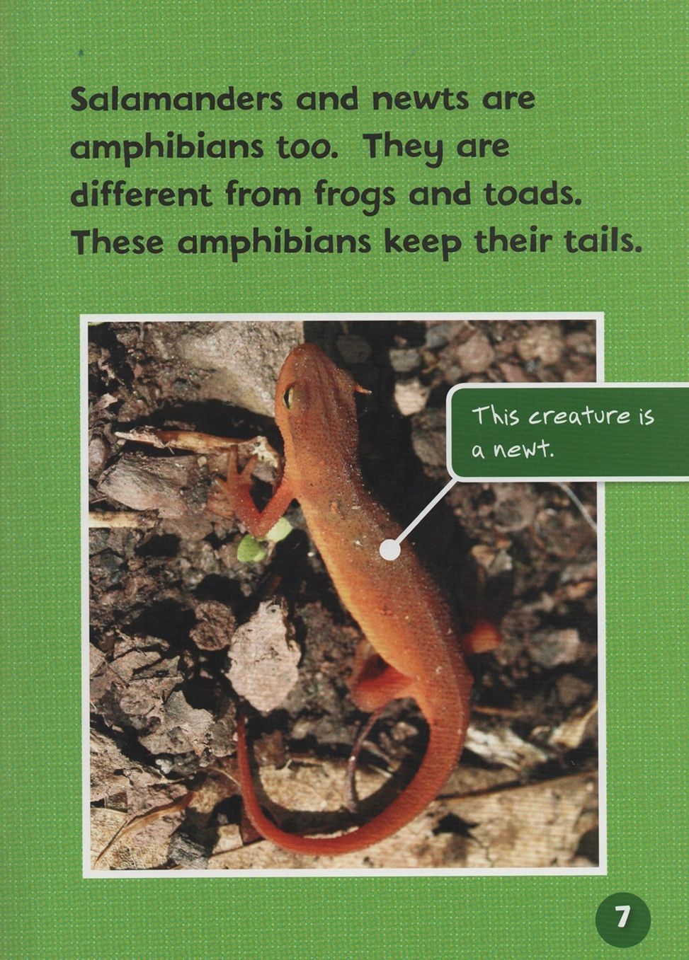 Endangered And Extinct Amphibians