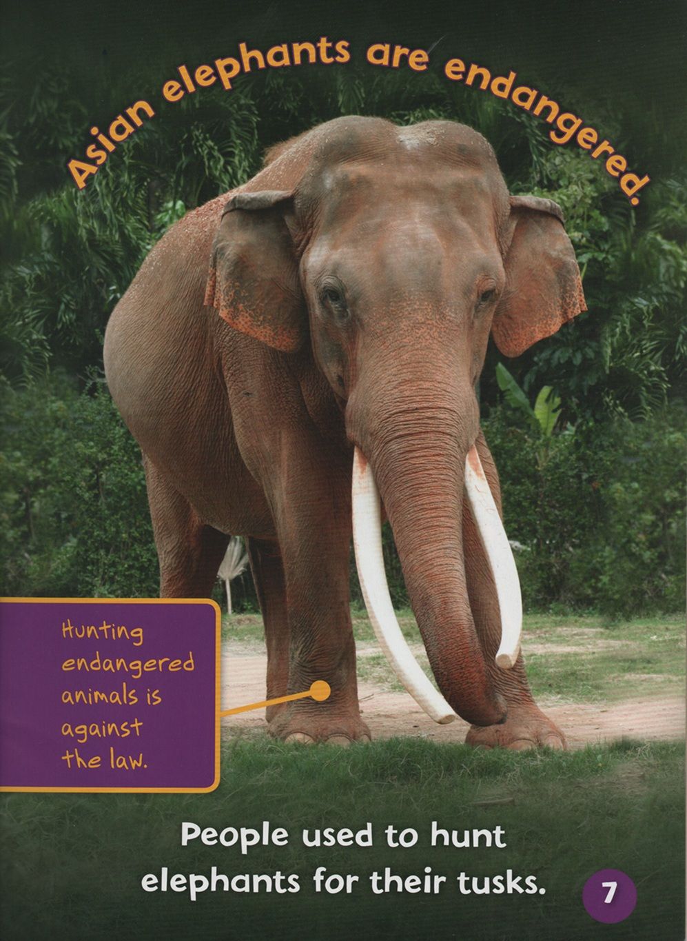 Endangered And Extinct Mammals