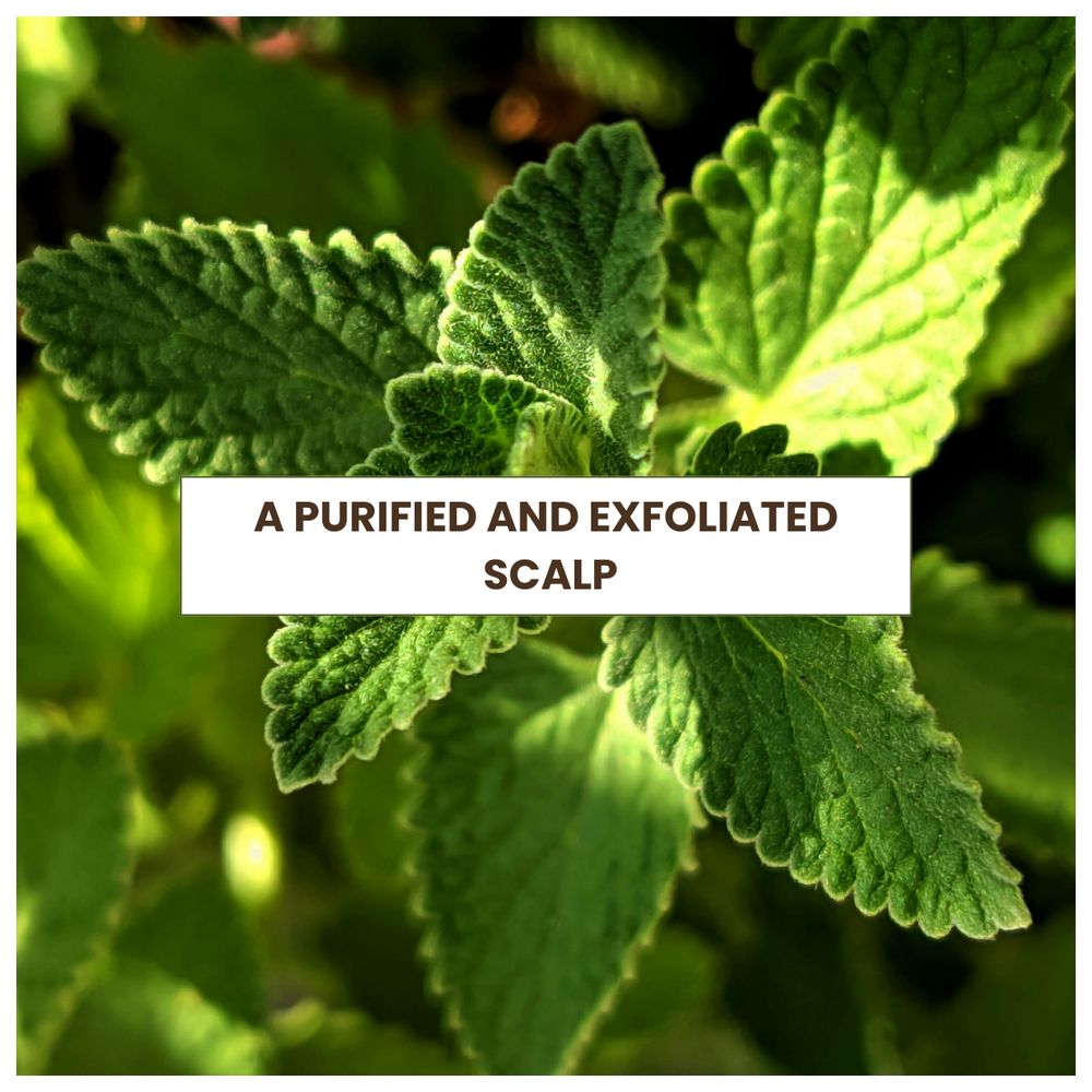 Mon Shampoing - Natural Hair Scrub - 200 ml