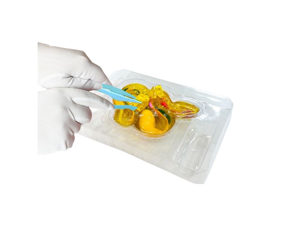 سلايمي - مختبر تشريح الأفعى الجرسية