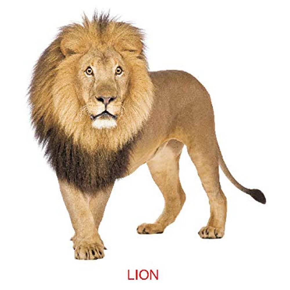 كتاب لوحي للأطفال - حيوانات حديقة الحيوان