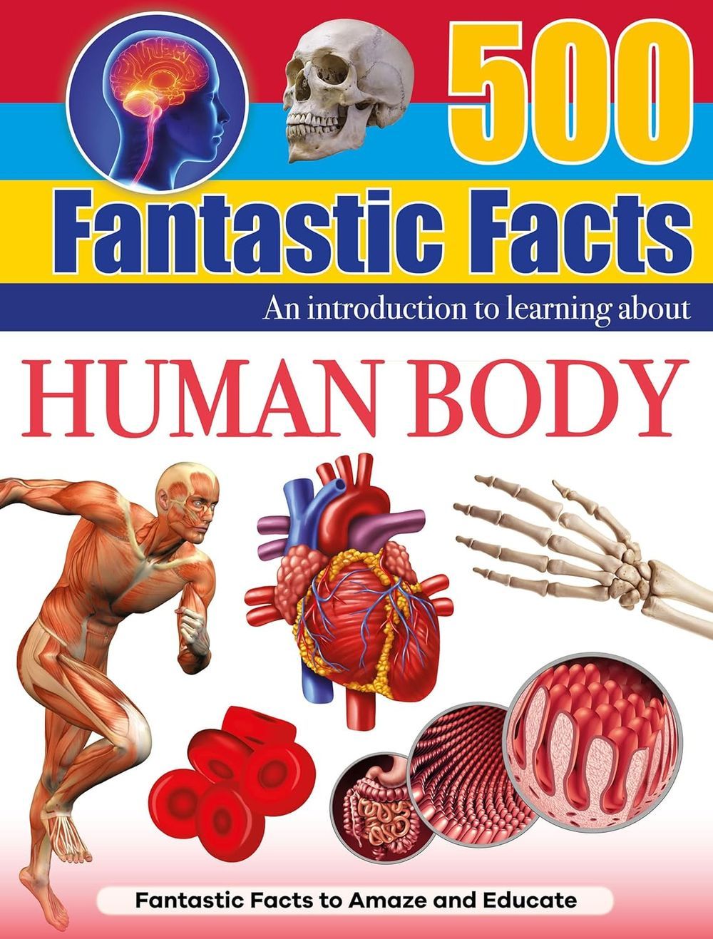 500 Fantastic Facts - Human Body