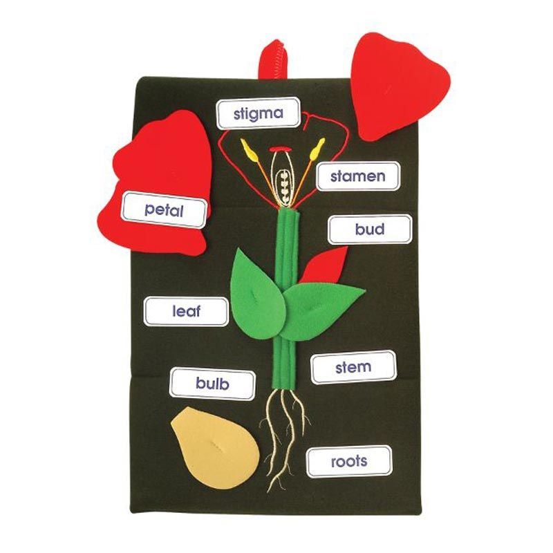 تووي تويز - مجسم تعليم النبات