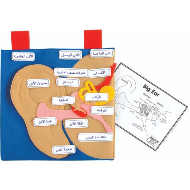 تووي تويز - مجسم الأذن التعليمي