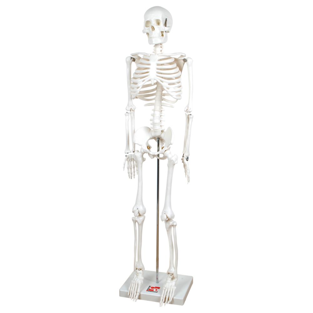 Commotion Distribution - 1/2 Scale Skeleton - White