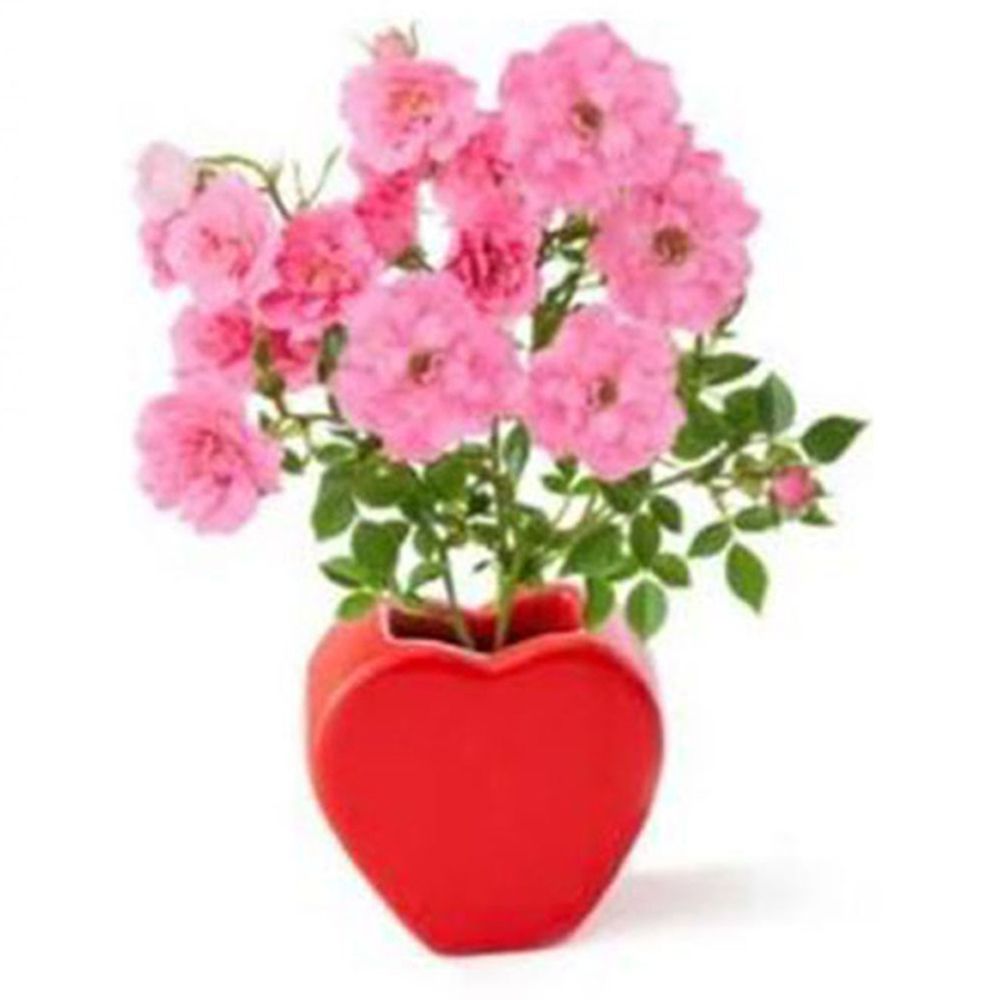 Paris Garden - Mini Rose