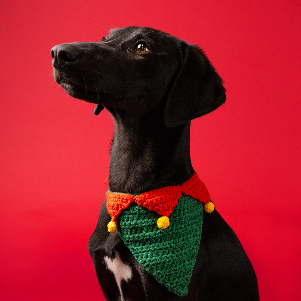 Talking Tables - Botanical Pet Christmas Crochet Bandana