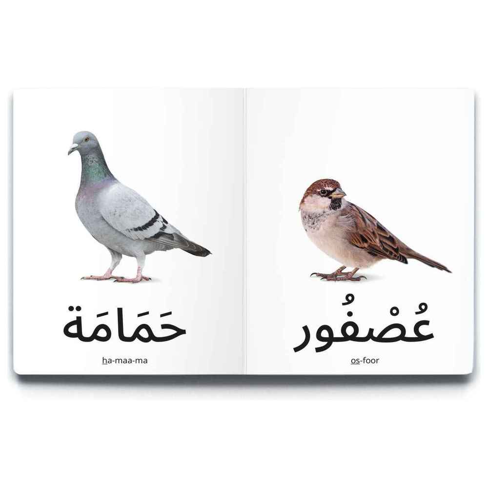 دردشة - كتاب الطيور