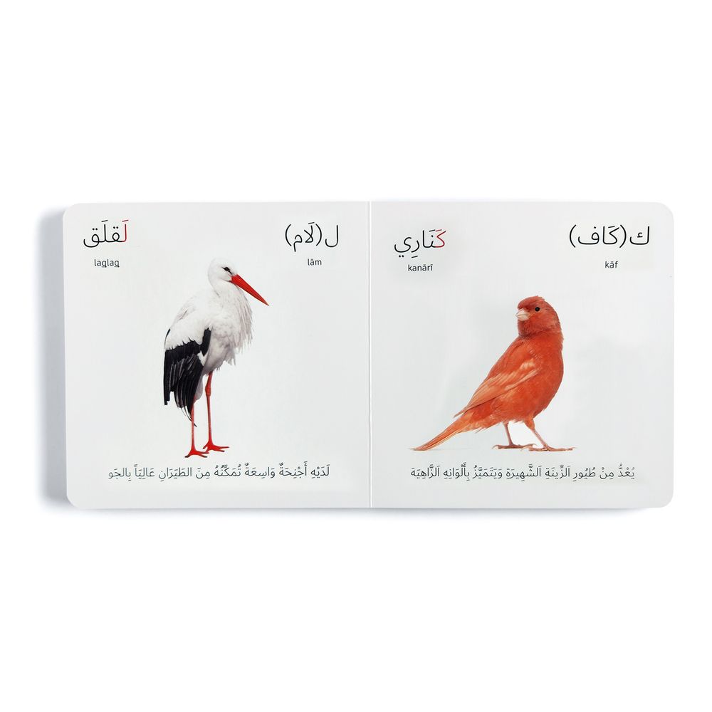 Birds