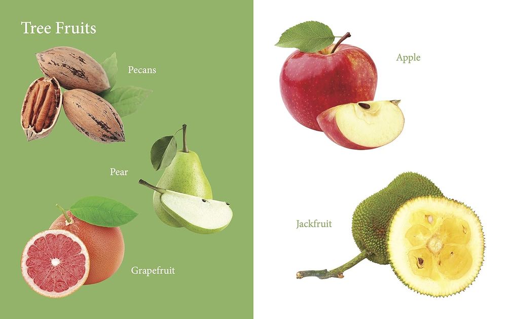 Om Books International - My First Book Of Fruits