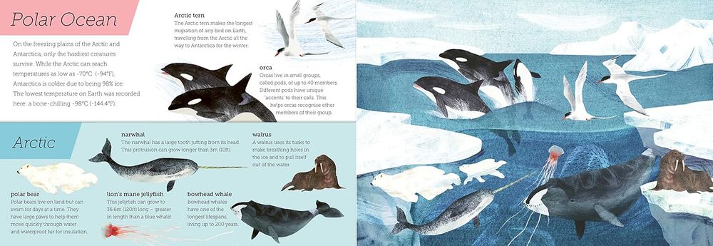 Above And Below: Sea And Shore: Lift The Flaps To See Nature's Wonders Unfold