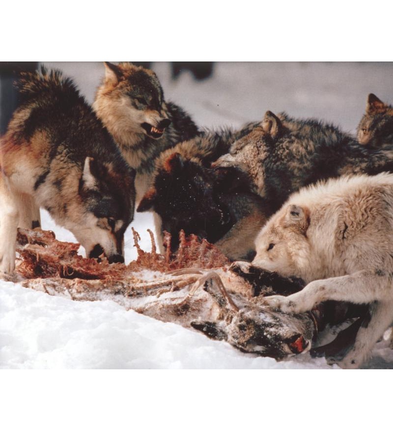 Animal Predators: Wolves