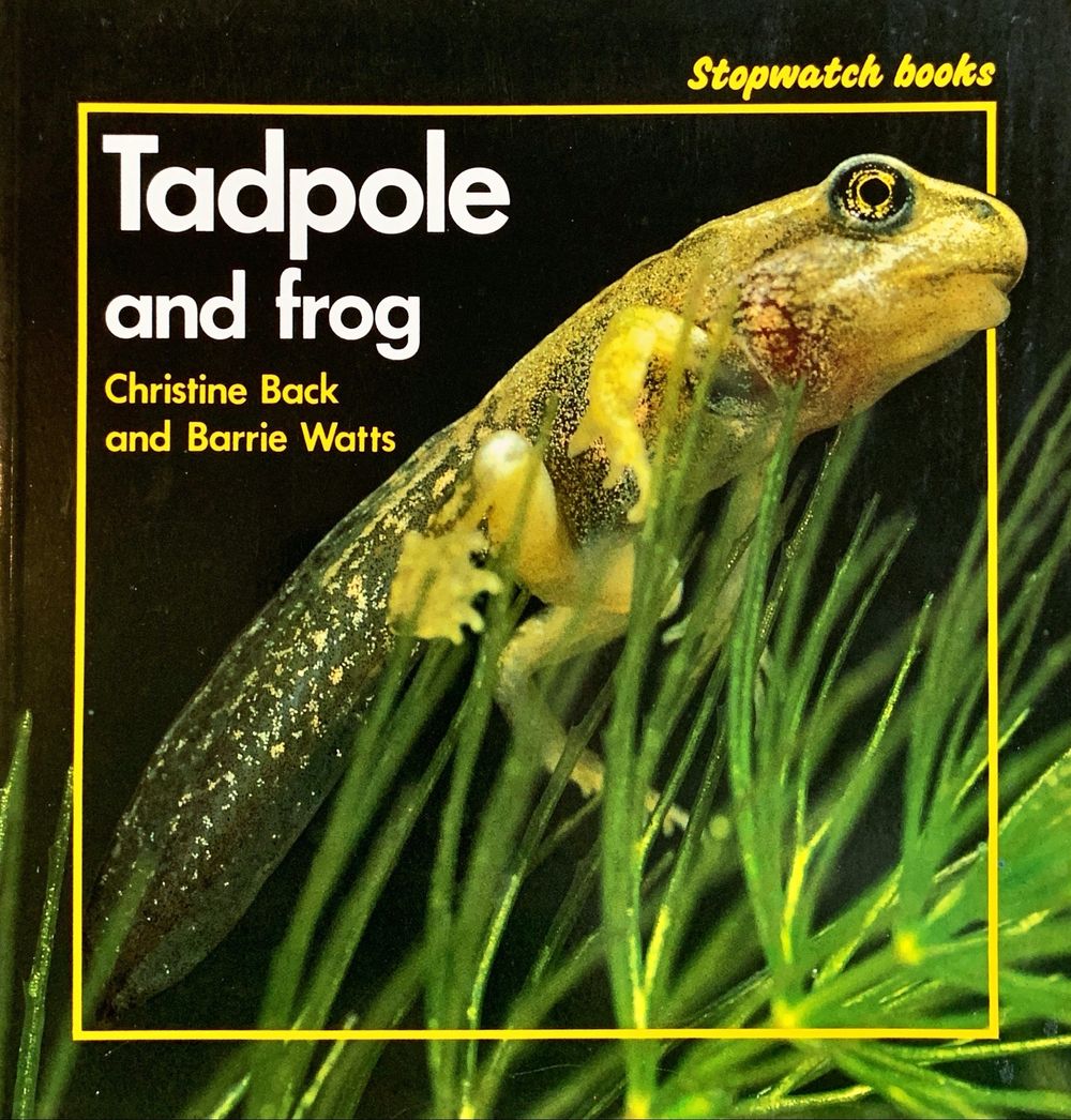Tadpole And Frog
