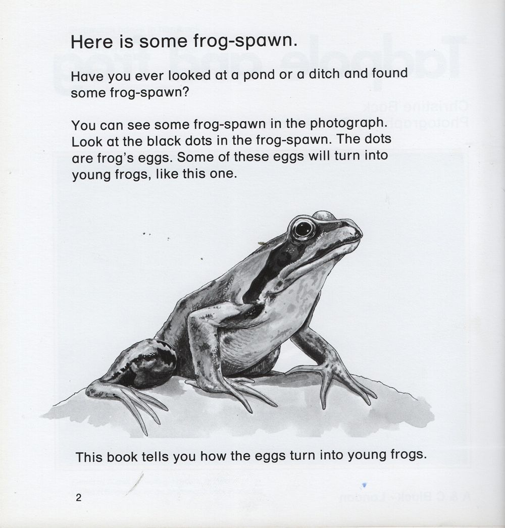 Tadpole And Frog