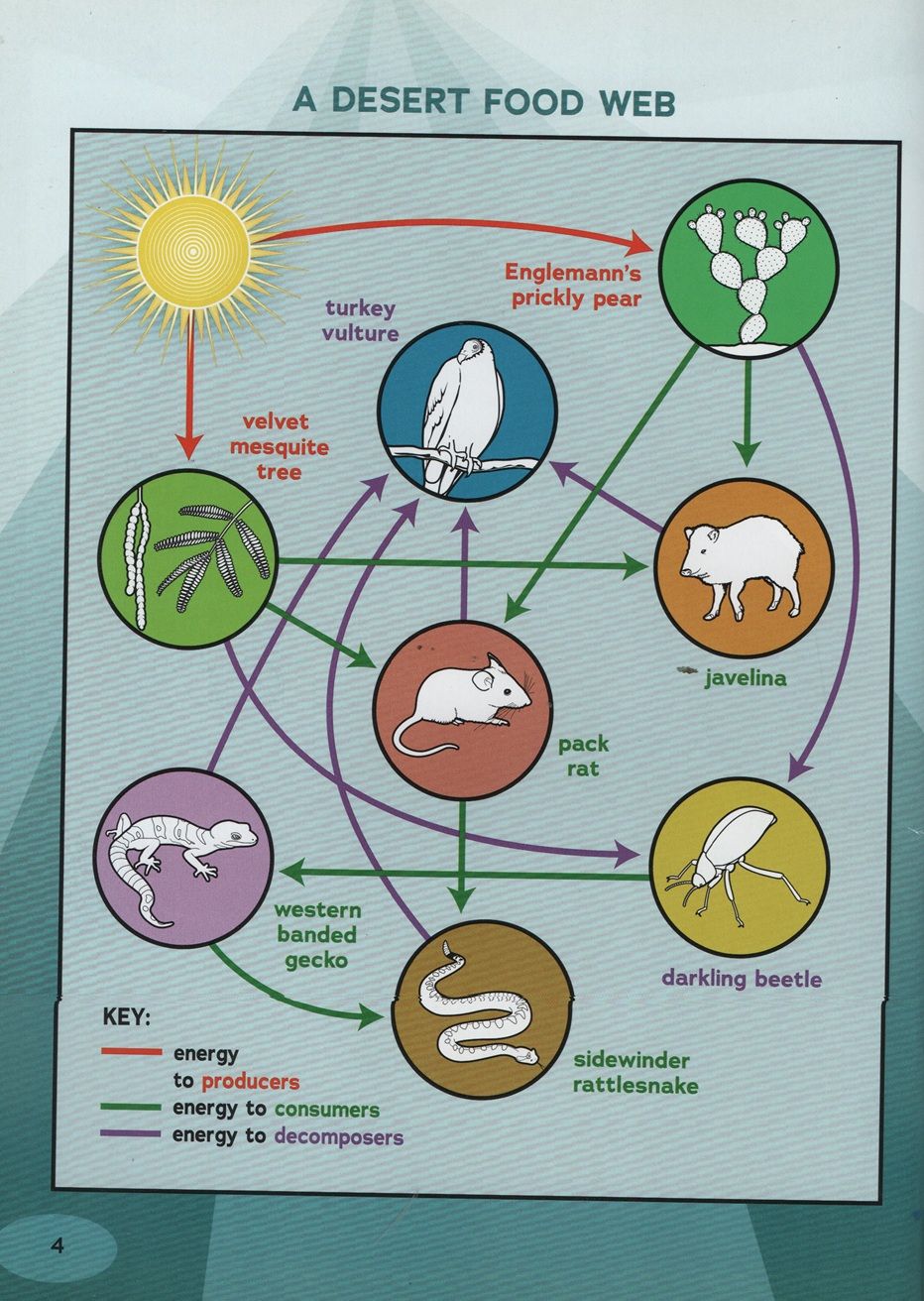 Desert Food Webs In Action