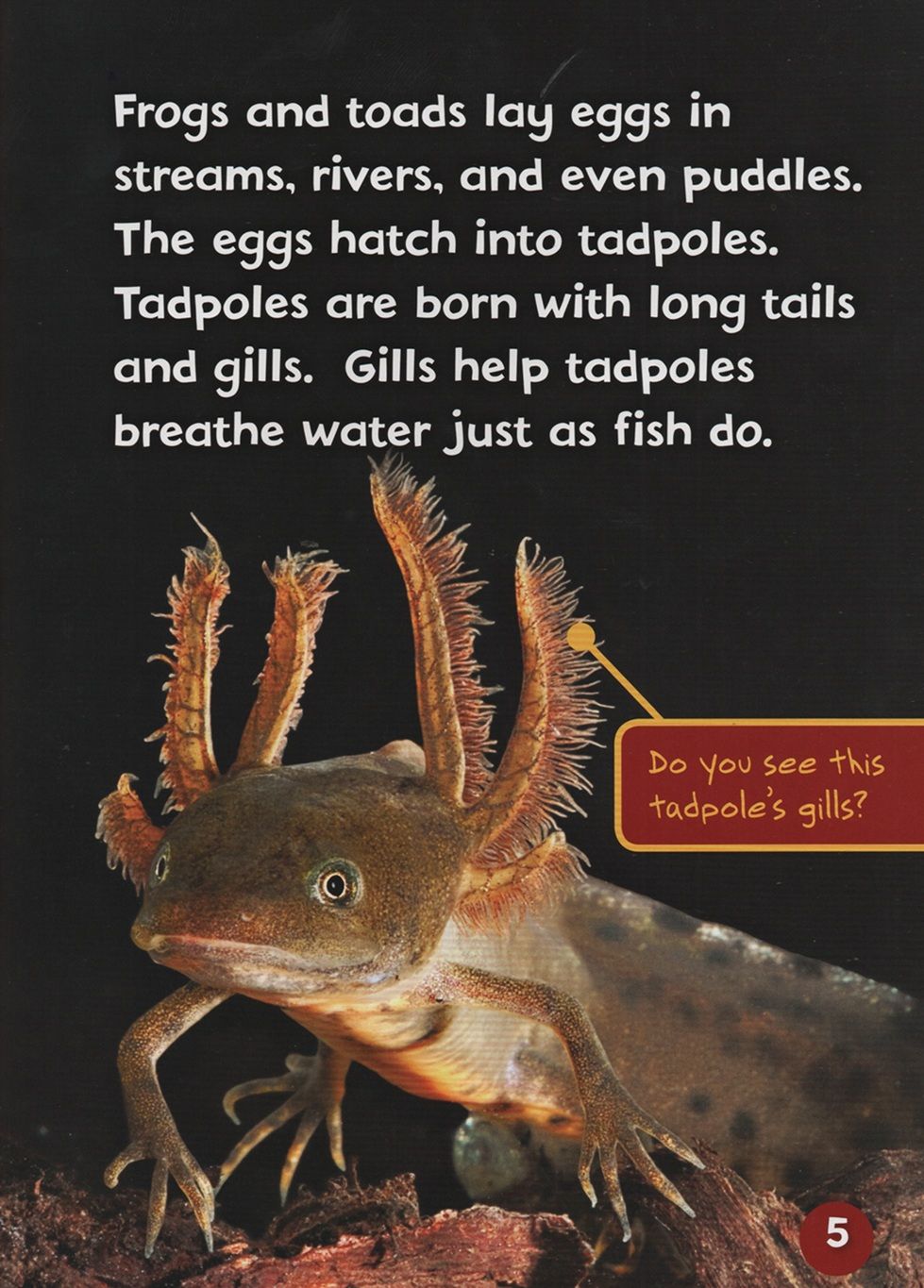 Endangered And Extinct Amphibians