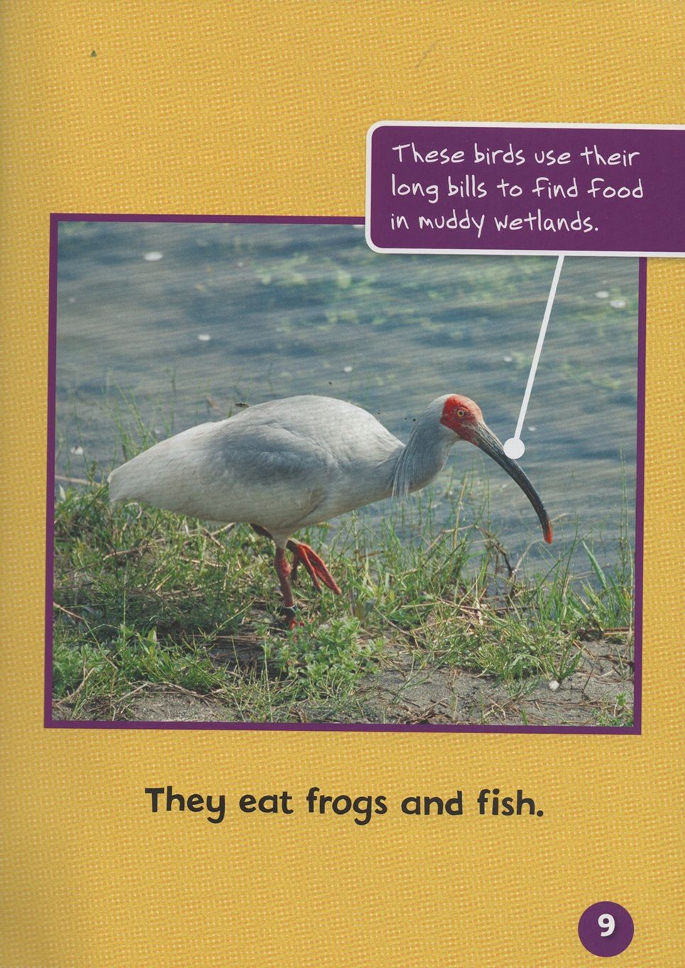 Endangered And Extinct Birds