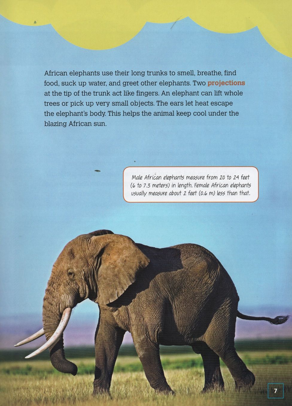 African Elephants: Massive Tusked Mammals