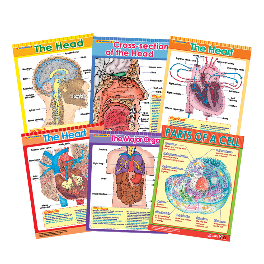 Exploring The Human Body Educational Wall Charts In English - Pack of 6