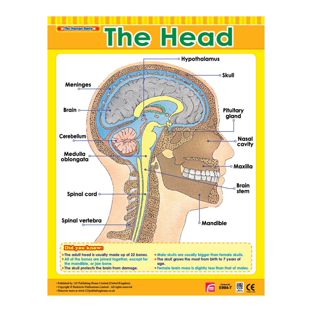 Exploring The Human Body Educational Wall Charts In English - Pack of 6