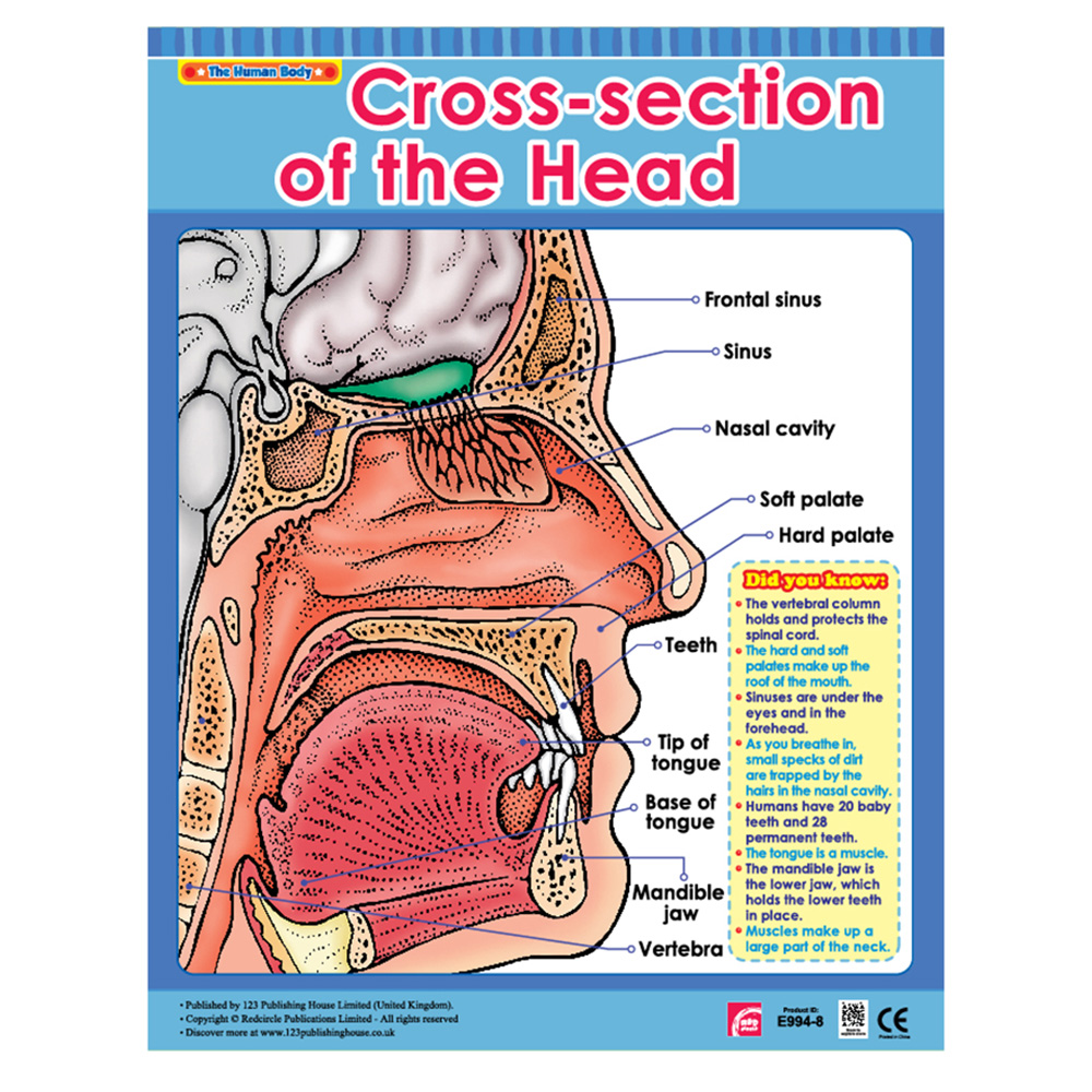 Exploring The Human Body Educational Wall Charts In English - Pack of 6