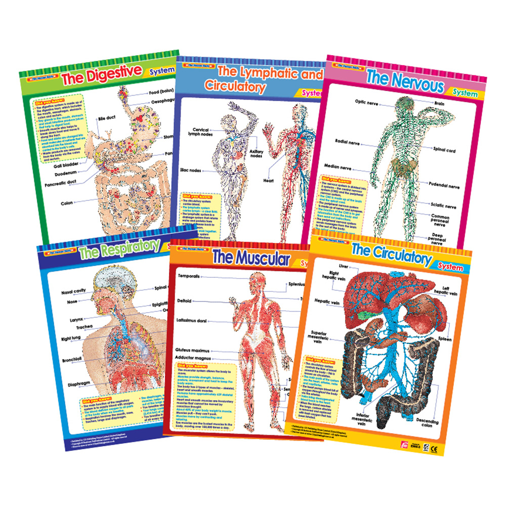 Vital Body Systems 1 Educational Wall Charts In English - Pack of 6