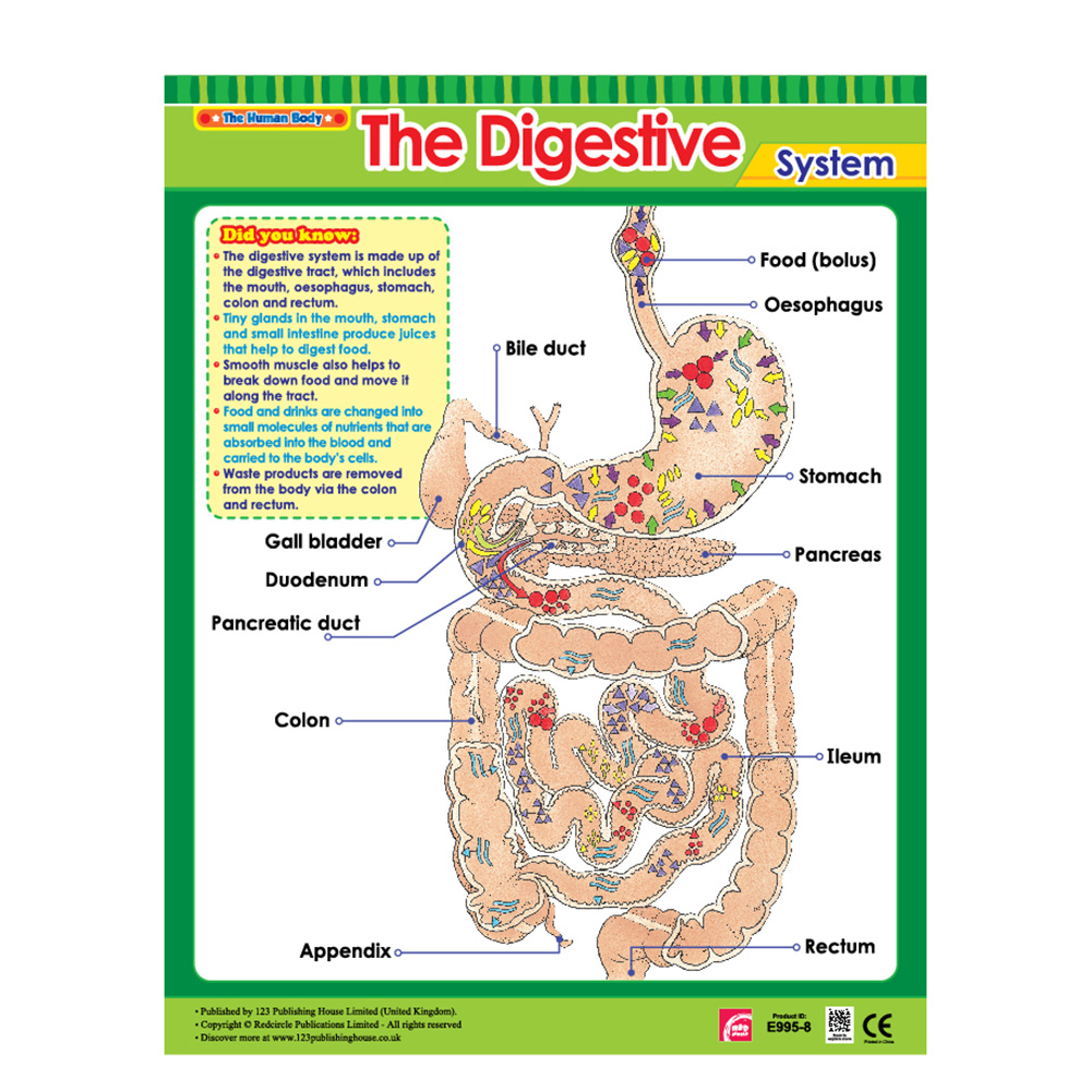 Vital Body Systems 1 Educational Wall Charts In English - Pack of 6