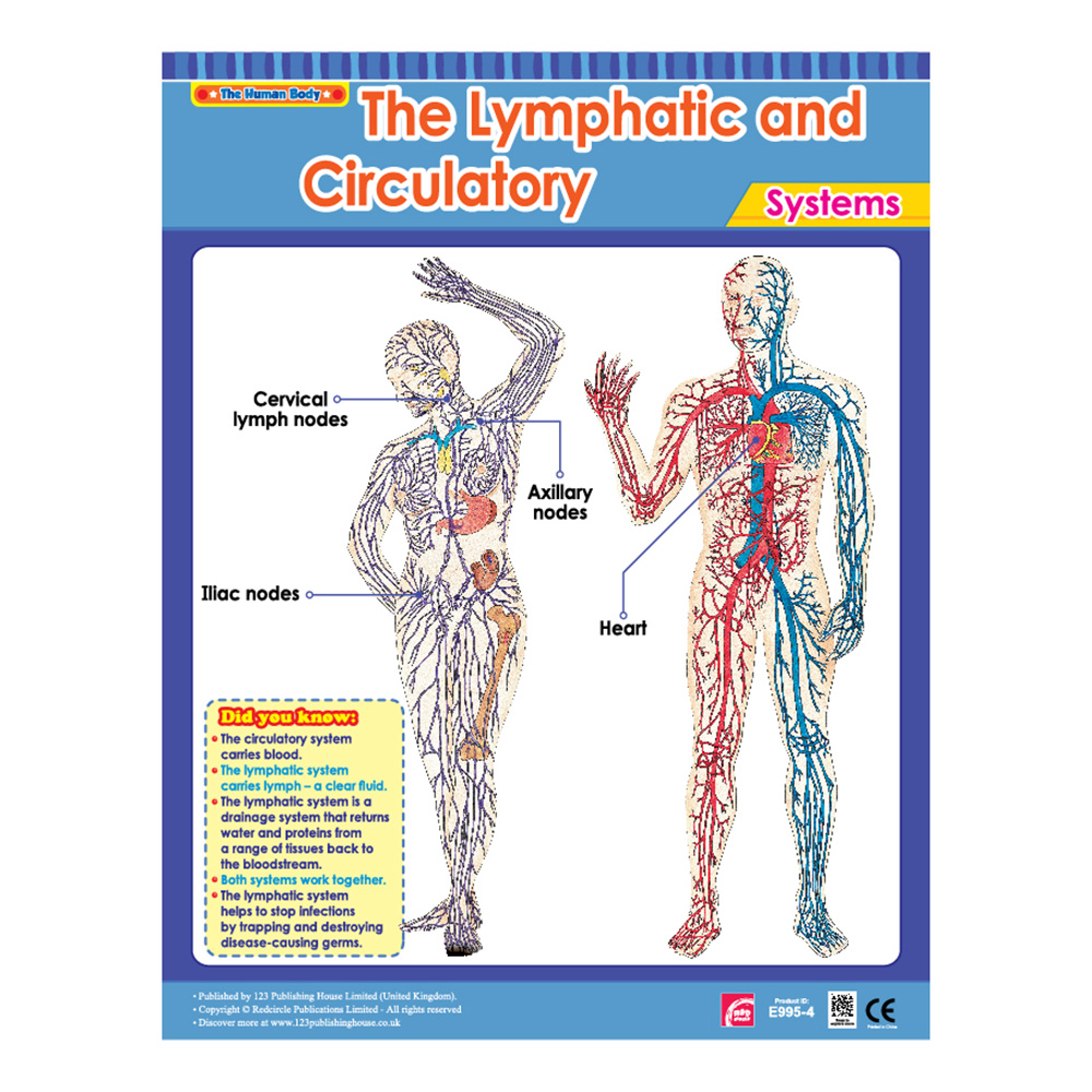 Vital Body Systems 1 Educational Wall Charts In English - Pack of 6