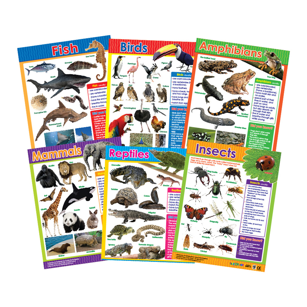 Animal Classification Educational Wall Charts In English - Pack of 6