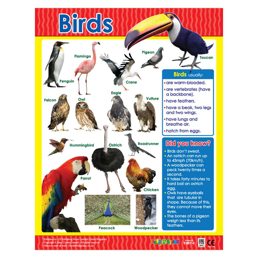Animal Classification Educational Wall Charts In English - Pack of 6