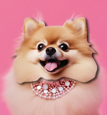 Tache - Pomeranian Blank Birthday Greeting Card