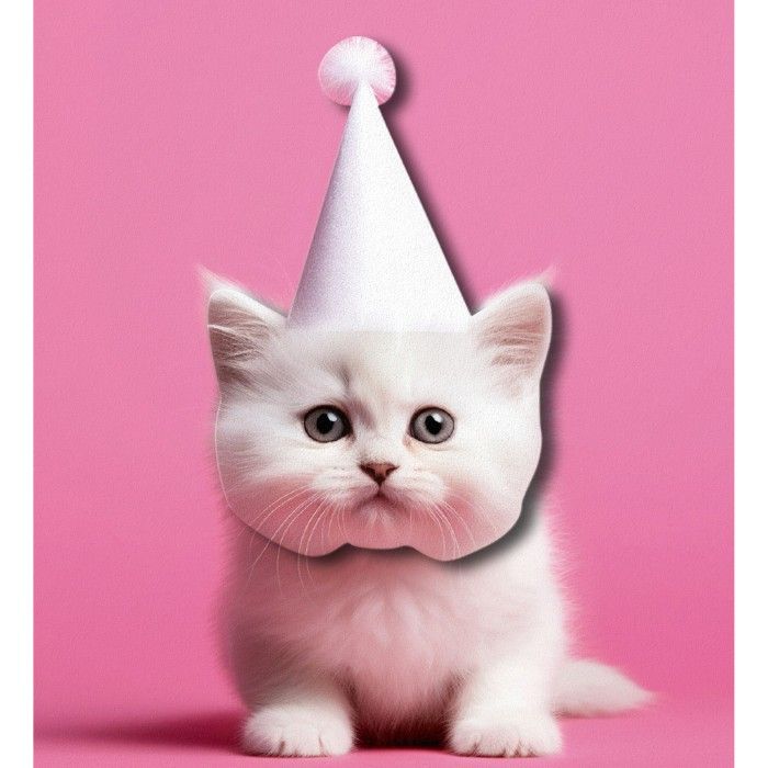 Tache - White Kitten Blank Birthday Greeting Card