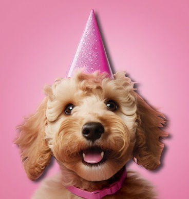 Tache - Cockapoo Party Hat Blank Birthday Card