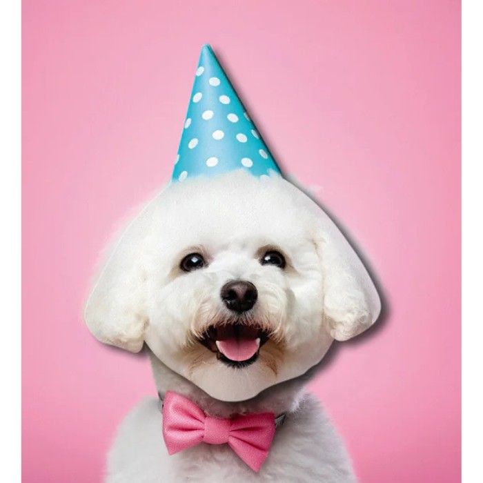 Tache - Bichon Frise Party Hat Blank Birthday Card