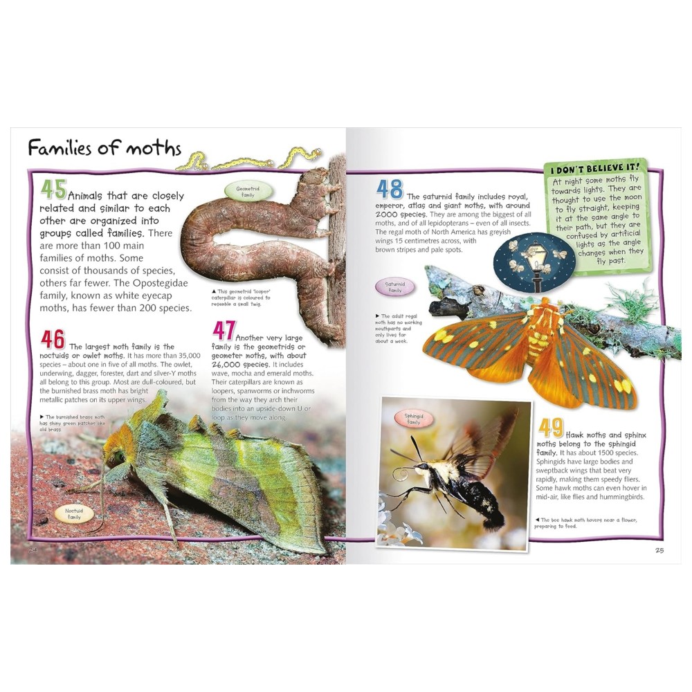 100 Facts Butterflies And Moths