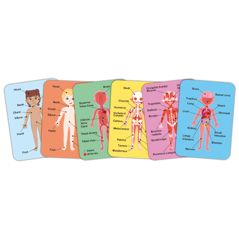 Hape - Human Body Parts Magnetic Learning Puzzle - 68pcs