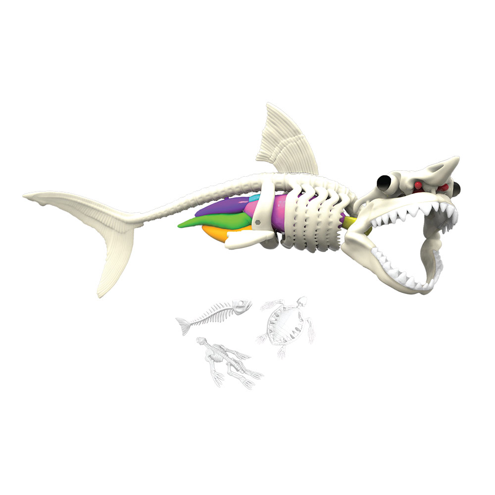 Slimy - Dissect-It Super Shark Science Kit
