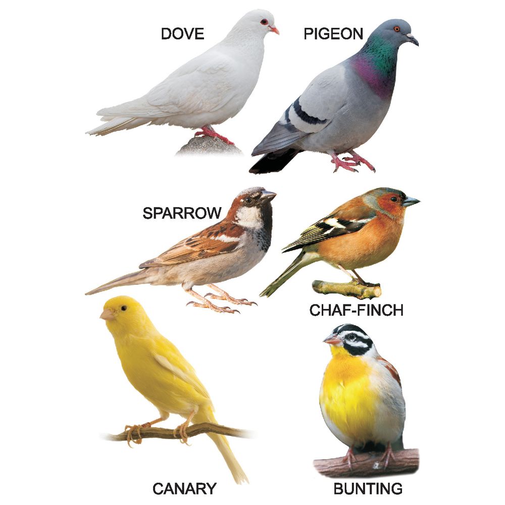 My Small Board Books - Bird
