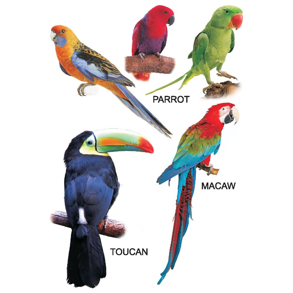 My Small Board Books - Bird