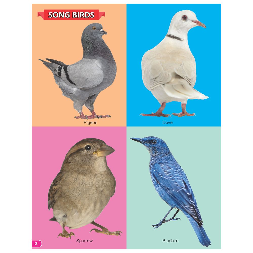 My Book Of 101 Birds