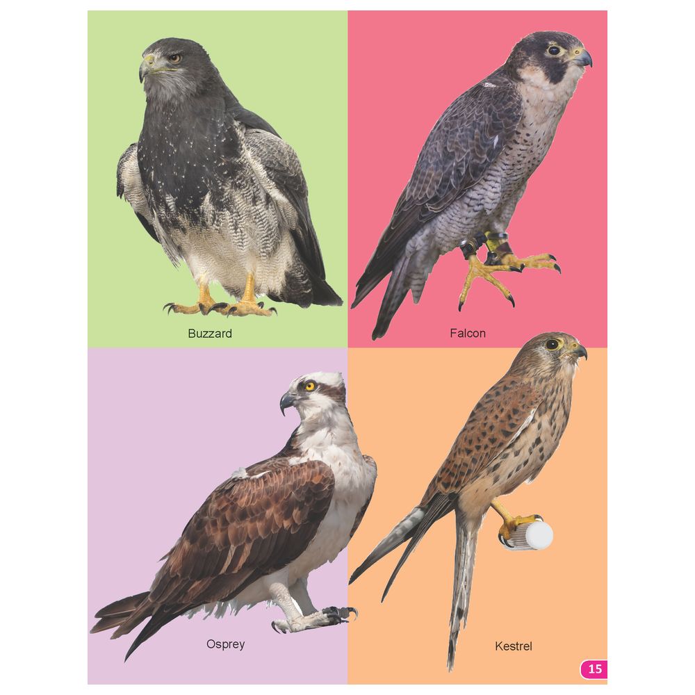 My Book Of 101 Birds
